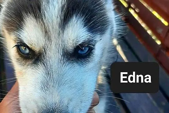 Syberiany husky, Pomorskie, Wejherowo