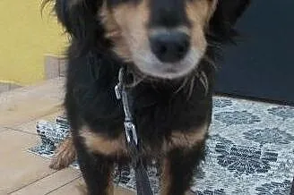 Fido - pies o wspaniałym charakterze - szuka domu,