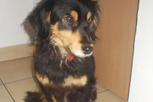 Fido - pies o wspaniałym charakterze - szuka domu,