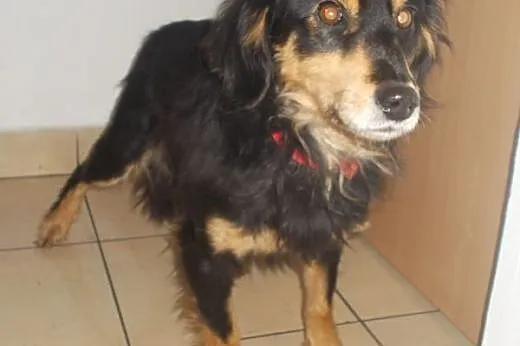 Fido - pies o wspaniałym charakterze - szuka domu,