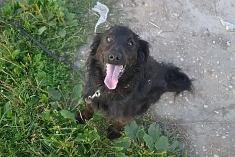 Spanielowaty Sabuś - spójrz w te oczka, nie wzrusza Cię jego los?,  łódzkie Łódź