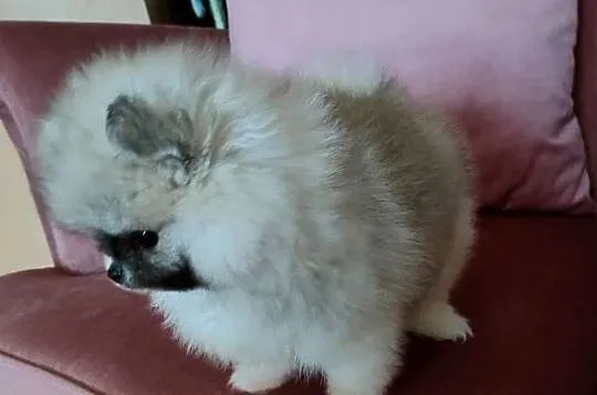 Szpic miniaturowy pomeranian - suczka mini, Wielkopolskie, Turek