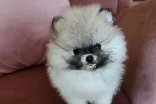 Szpic miniaturowy pomeranian - suczka mini, Wielkopolskie, Turek