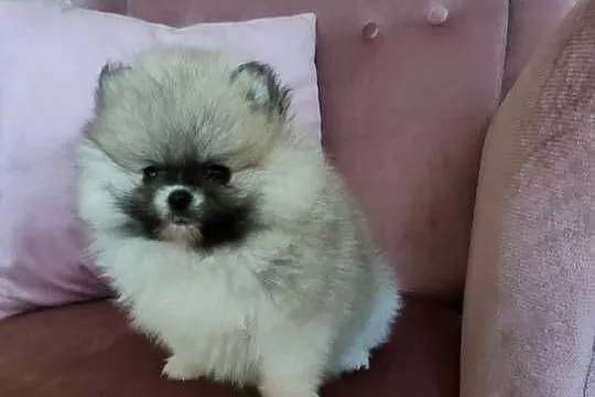 Szpic miniaturowy pomeranian - suczka mini, Wielkopolskie, Turek