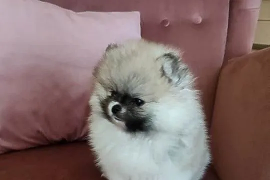 Szpic miniaturowy pomeranian - suczka mini, Wielkopolskie, Turek