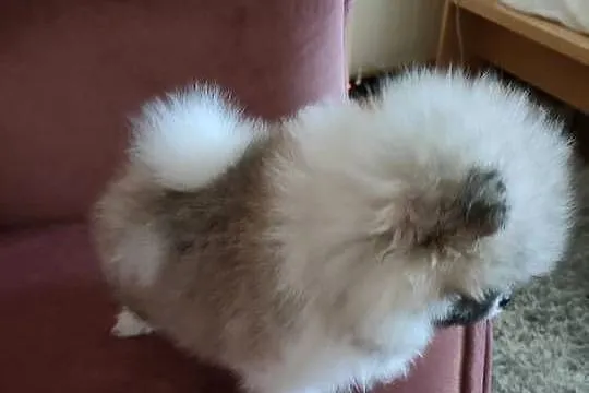 Szpic miniaturowy pomeranian - suczka mini, Wielkopolskie, Turek