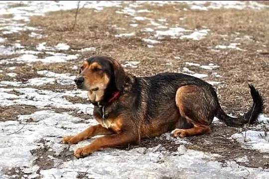 Dostojny, przecudowny Pascal :)