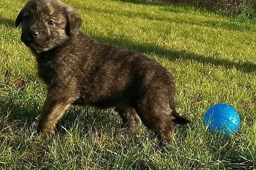 Do adopcji Bary 6tyg piesek,  łódzkie Skierniewice