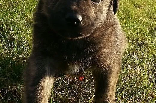 Do adopcji Bary 6tyg piesek,  łódzkie Skierniewice