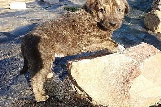 Do adopcji Bary 6tyg piesek,  łódzkie Skierniewice
