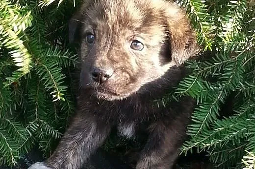 Do adopcji Bary 6tyg piesek,  łódzkie Skierniewice