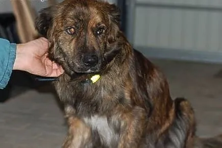 Do adopcji Bary 6tyg piesek,  łódzkie Skierniewice