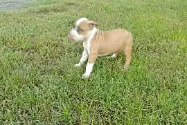 Amstaff