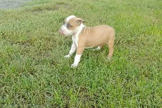 Amstaff
