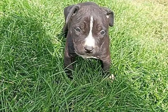Amstaff, Łódzkie, Krośniewice