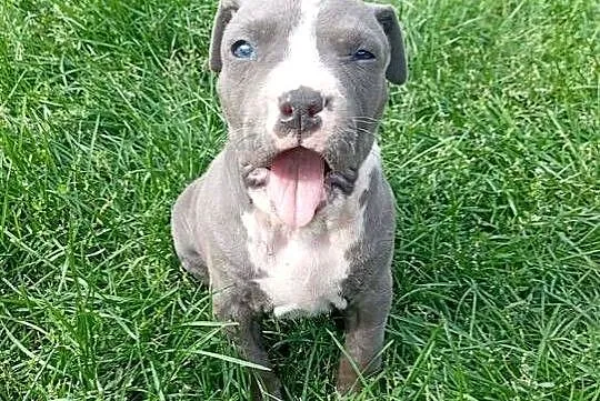 Amstaff, Łódzkie, Krośniewice