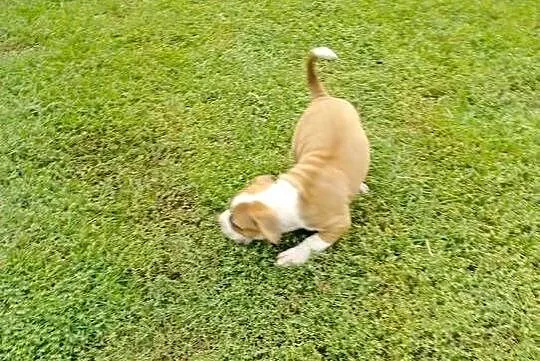 Amstaff, Łódzkie, Krośniewice