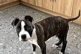 Szczeniak Amstaff (American Staffordshire Terrier)  – szuka kochającego dom