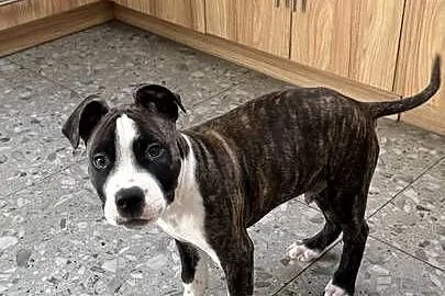 Szczeniak Amstaff (American Staffordshire Terrier)  – szuka kochającego dom
