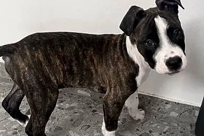 Szczeniak Amstaff (American Staffordshire Terrier)  – szuka kochającego dom, Małopolskie, Sucha Beskidzka