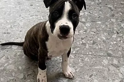 Szczeniak Amstaff (American Staffordshire Terrier)  – szuka kochającego dom, Małopolskie, Sucha Beskidzka