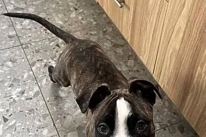 Szczeniak Amstaff (American Staffordshire Terrier)  – szuka kochającego dom, Małopolskie, Sucha Beskidzka