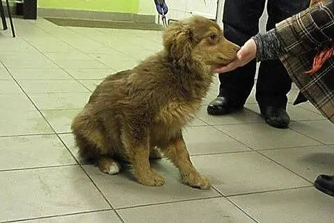Dyzio pół roczny piesio szuka kochającego domku na