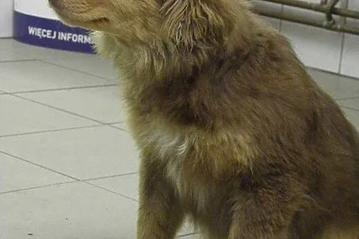 Dyzio pół roczny piesio szuka kochającego domku na