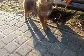 Dyzio pół roczny piesio szuka kochającego domku na
