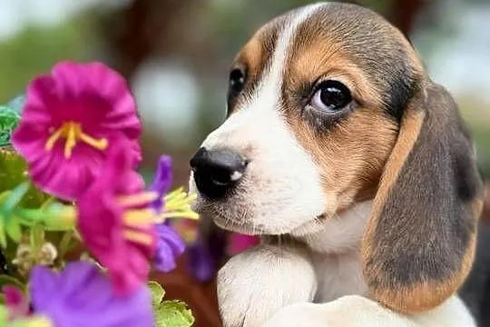 Śliczna suczka rasy Beagle z rodowodem