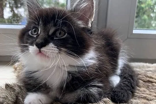 Maine Coon Kocur Czarno - Biały; Wybitne Umaszczenie; MEGA eksterier, Mazowieckie, Warszawa