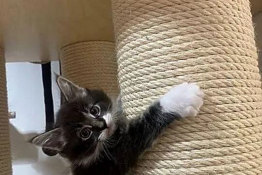 Maine Coon Kocur Czarno - Biały; Wybitne Umaszczenie; MEGA eksterier, Mazowieckie, Warszawa