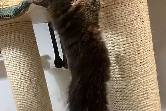 Maine Coon Kocur Czarno - Biały; Wybitne Umaszczenie; MEGA eksterier, Mazowieckie, Warszawa