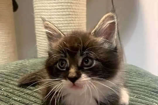 Maine Coon Kocur Czarno - Biały; Wybitne Umaszczenie; MEGA eksterier, Mazowieckie, Warszawa