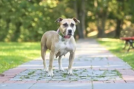 Liza piękna sunia w typie amstaffa szuka domu, Amstaff cała Polska