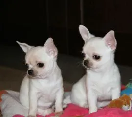 Mamy dostępne szczenięta rasy chihuahua, samce i samice (burdentom022@gmail.com)