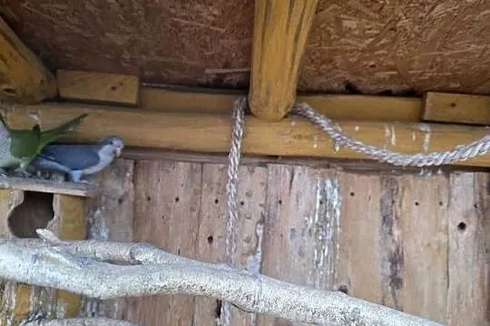 Mnicha nizinna Para Legowa, Wielkopolskie, Sulmierzyce