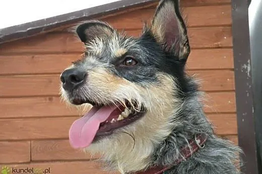 Foksiu czeka na Ciebie w schronowym boksie!,  mazo