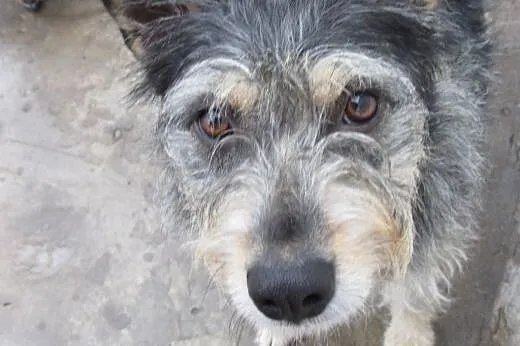 Foksiu czeka na Ciebie w schronowym boksie!,  mazo
