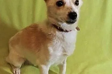 RAMBO - wrażliwy, malutki, 6 kg psiak; szuka domu,, Łódzkie, Łódź