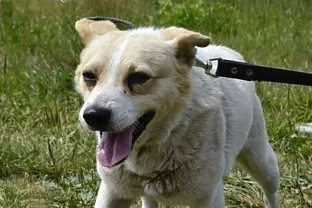 Emi-przekochana 8kg sunia FILMIKI,  łódzkie Skiern