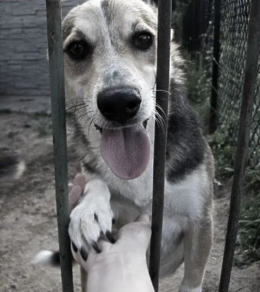 Maksik to super psiak, tylko Ciebie mu brak :(, K