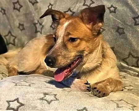 ŁATEK - kochany, wesoły, 9-miesięczny szczeniak; do adopcji, małopolskie Kraków, Małopolskie, Kraków