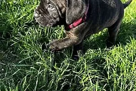 Cane Corso szczeniaki