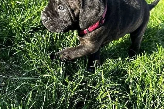 Cane Corso szczeniaki