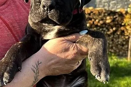 Cane Corso szczeniaki, Lubuskie, Ośno Lubuskie