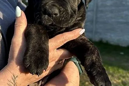 Cane Corso szczeniaki, Lubuskie, Ośno Lubuskie