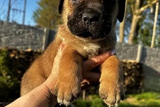Cane Corso szczeniaki, Lubuskie, Ośno Lubuskie