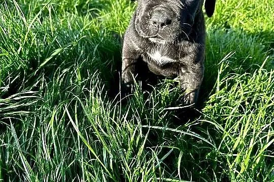 Cane Corso szczeniaki, Lubuskie, Ośno Lubuskie