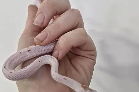Węże zbożowe Palmetto I Scaleless, Dolnośląskie, Oława